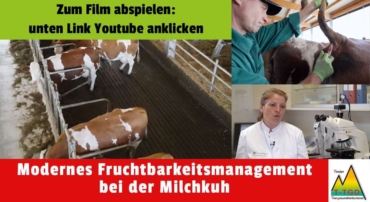 Fruchtbarkeitsmanagement bei der Milchkuh